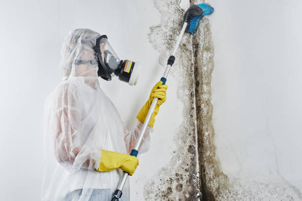 Groveland, FL Mold Removal Company