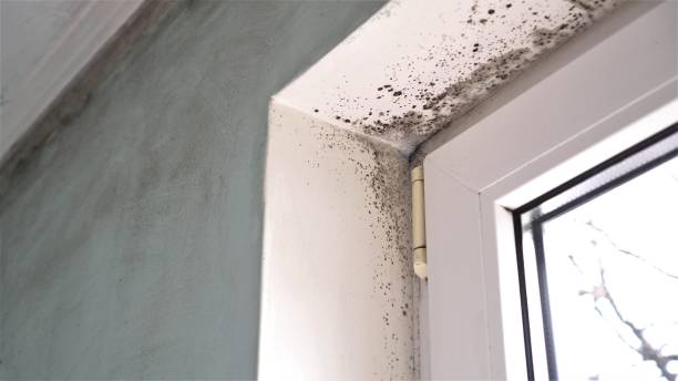 Best Mold Cleaning Services  in Groveland, FL