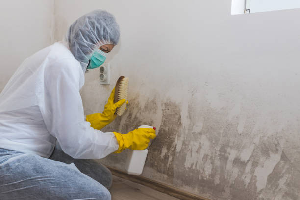 Best Certified Mold Removal  in Groveland, FL