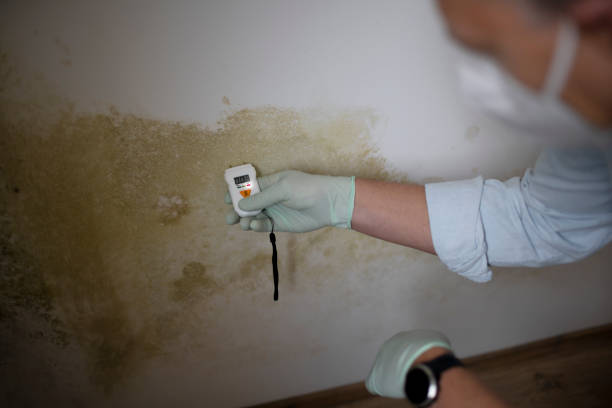 Best Mold Removal Company Near Me  in Groveland, FL