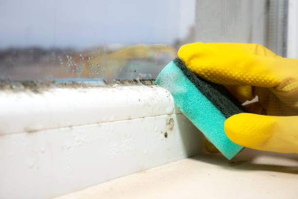 Best Fast Mold Removal  in Groveland, FL