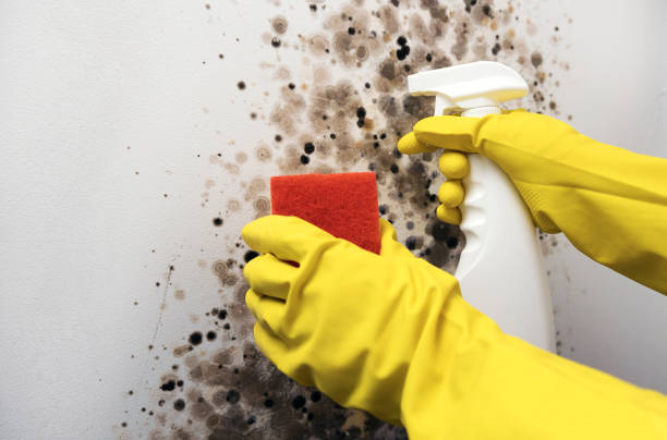 Best Mold Testing  in Groveland, FL