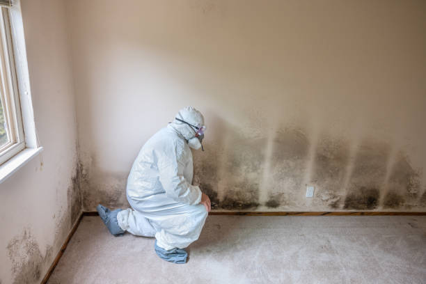 Best Home Mold Removal  in Groveland, FL