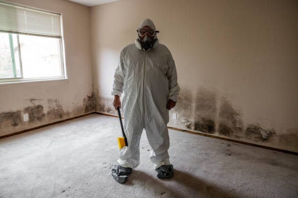 Best Attic Mold Removal  in Groveland, FL