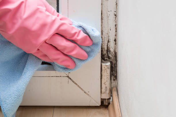 Best Attic Mold Removal  in Groveland, FL